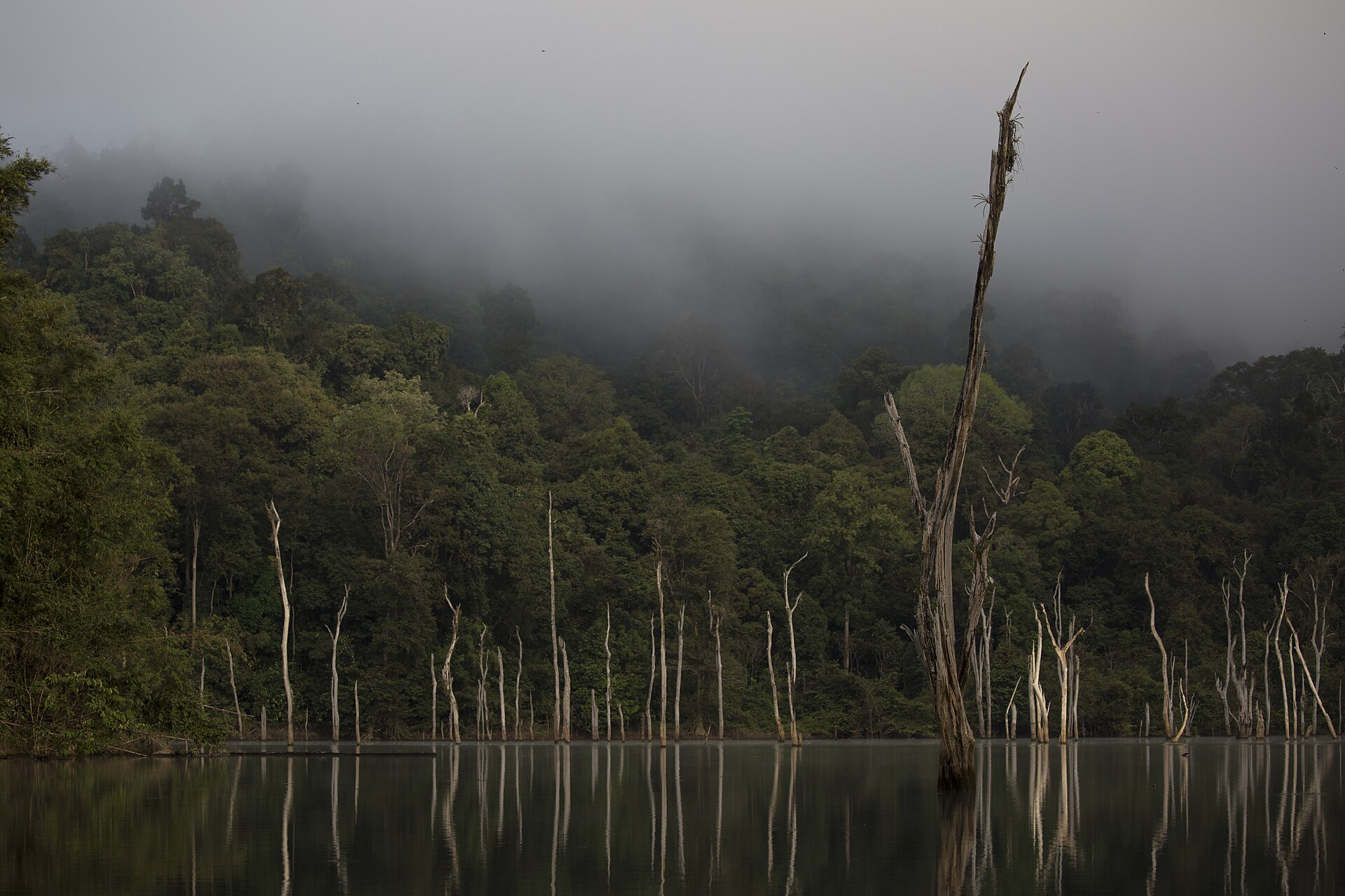 Rainforest and limestone landscape of southern Thailand