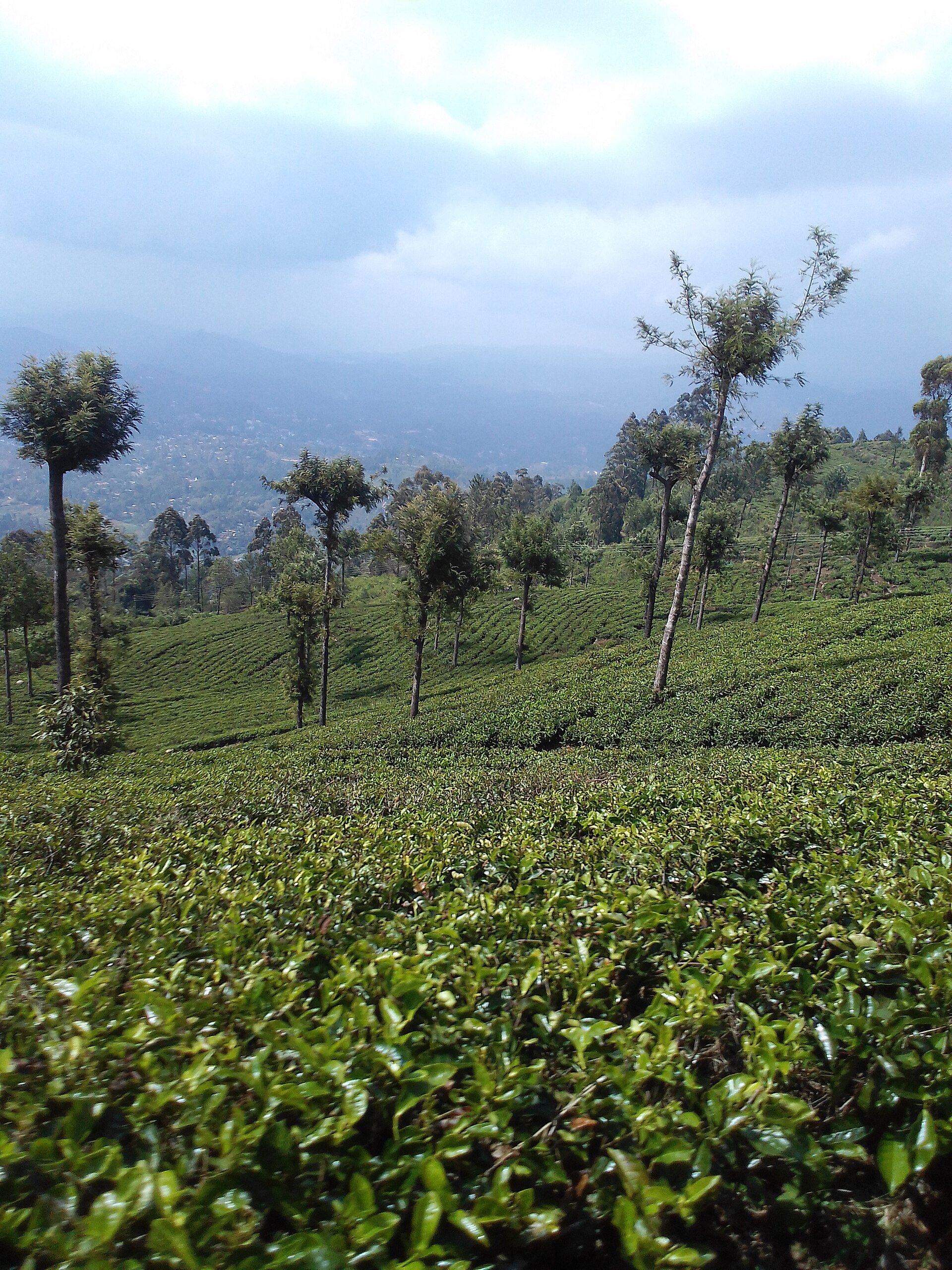 Lipton's Seat viewpoint over the Dambatenne tea estate, Sri Lanka